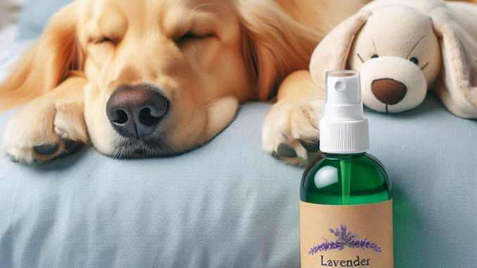 Is Lavender Pillow Spray Safe for Dogs? 2 - bedcomfort.pro