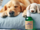 Is Lavender Pillow Spray Safe for Dogs? 2 - bedcomfort.pro